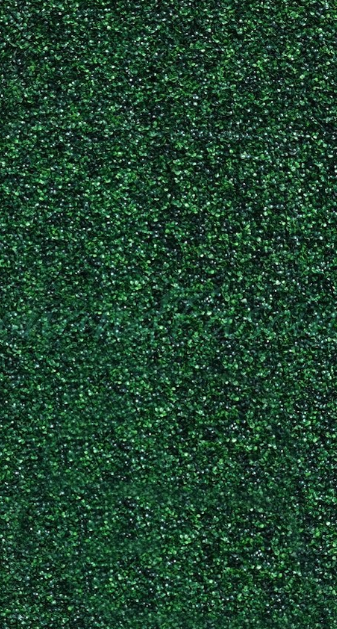 Boxwood